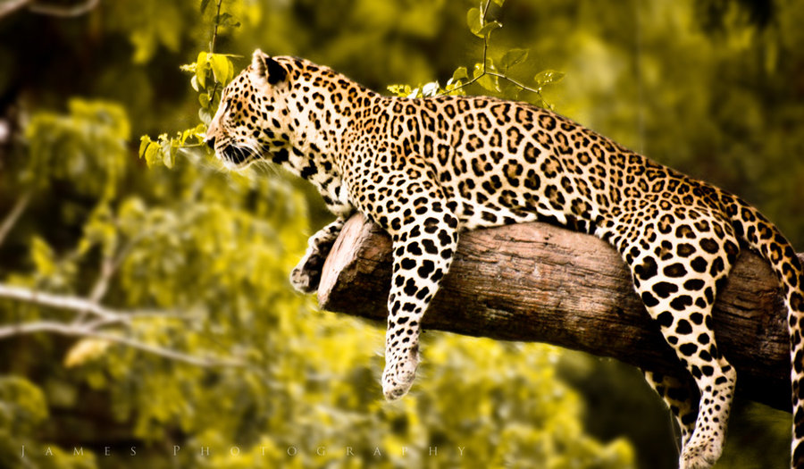 JAGUAR ANIMAL SALVAJE jaguar animal salvaje: