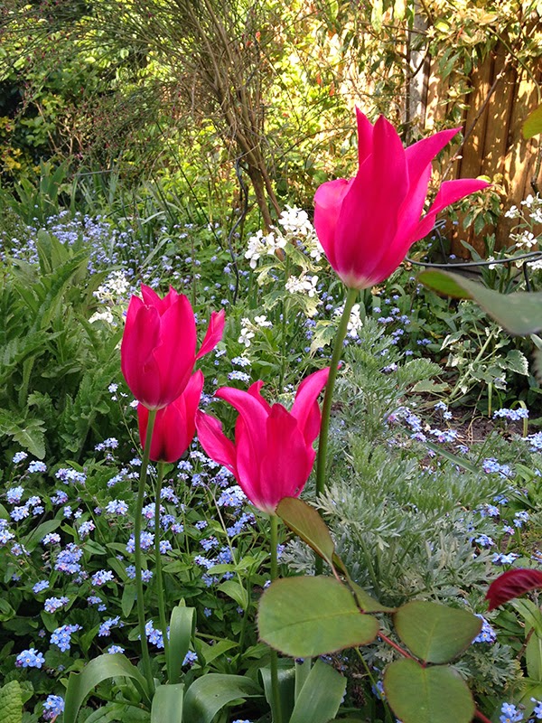 Living On The Edge..... Everything's Coming Up Tulips