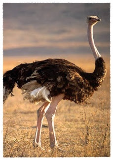 Dunia Binatang Gambar Burung Unta