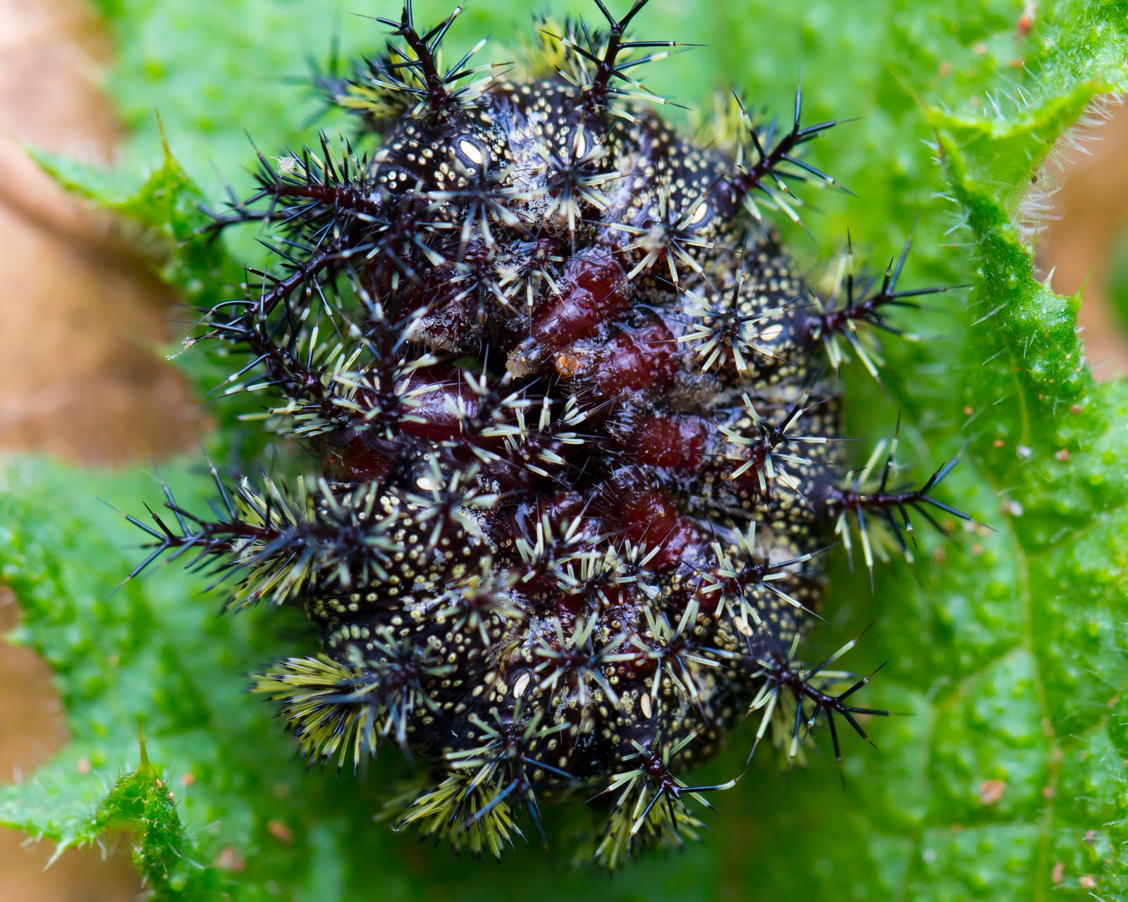 Virginia Life Virginia Nature Photos