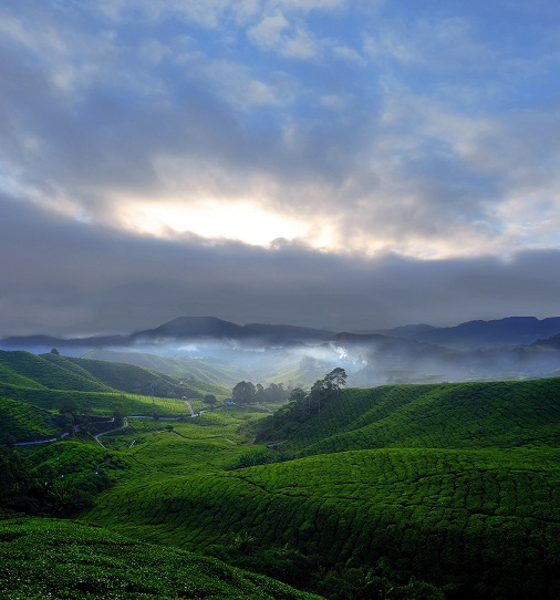 interesting places cameron highlands Things to do in cameron highlands is just one of the many factors about this charming district in malaysia that make it a must-visit destination it is a district located in the western region of malaysia, pahang 200 km away from kuala lumpur, this scenic place lures travellers from all over the world. interesting places cameron highlands Things to do in cameron highlands is just one of the many factors about this charming district in malaysia that make it a must-visit destination it is a district located in the western region of malaysia, pahang 200 km away from kuala lumpur, this scenic place lures travellers from all over the world.