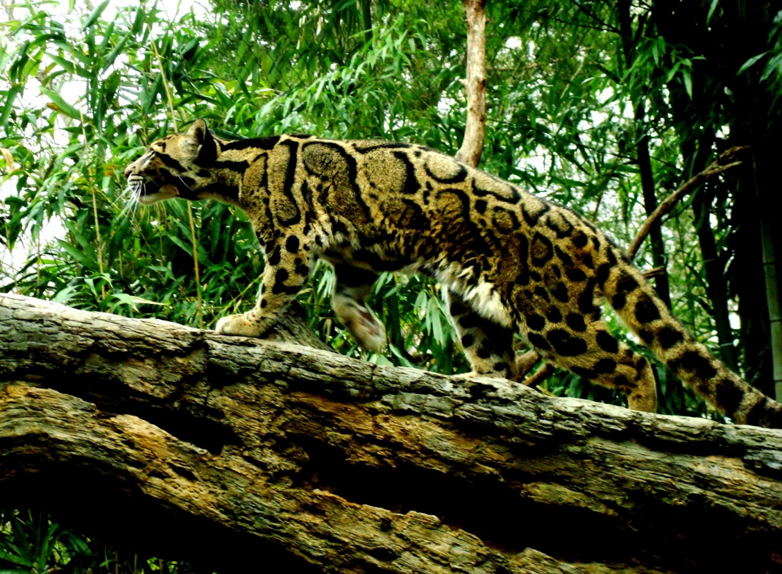 Clouded Leopard Habitat Clouded Leopard Habitat