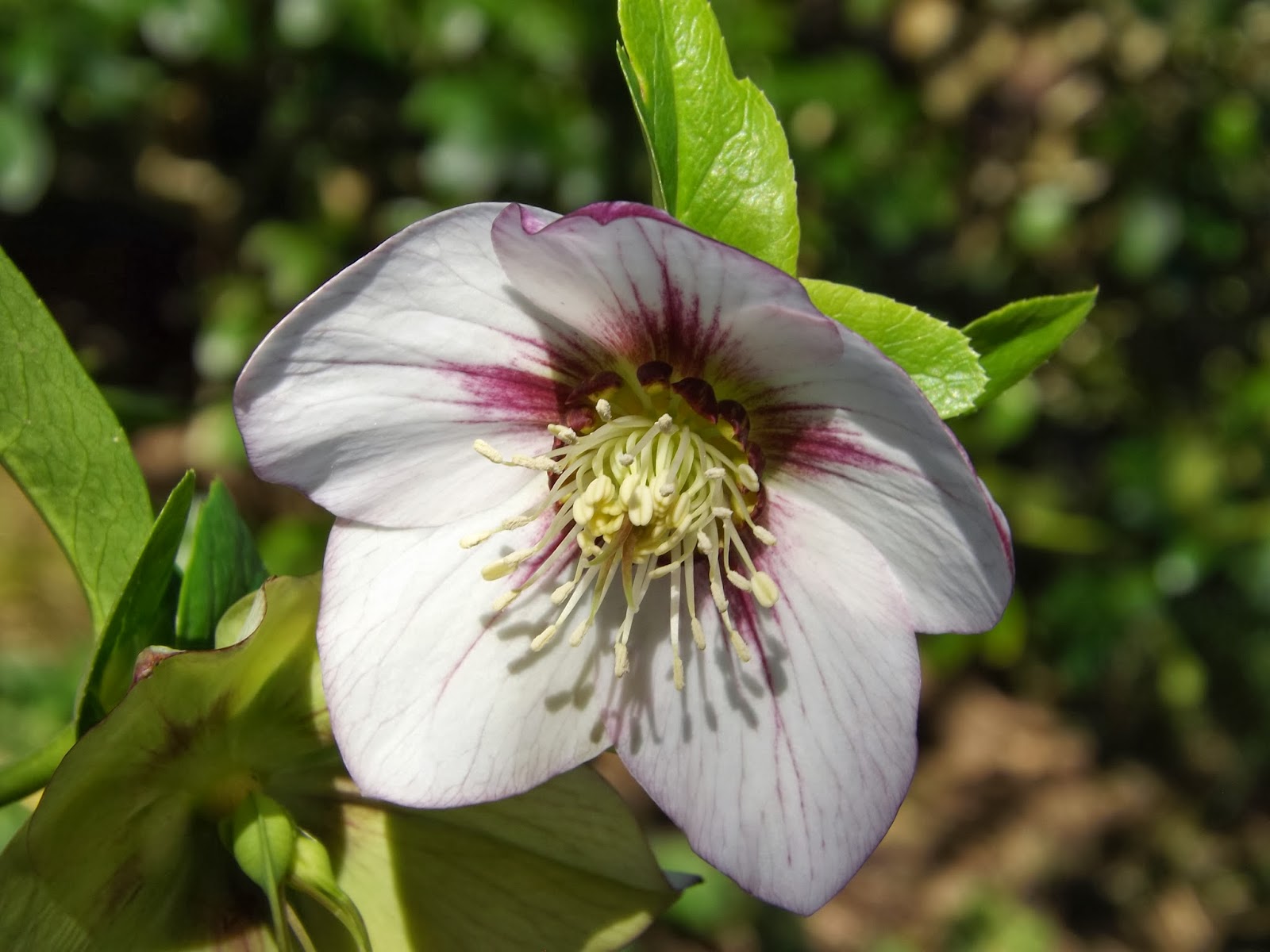 Le Jardin de la Salamandre Les hybrides d'Helleborus orientalis