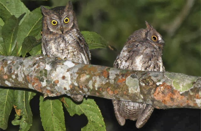 Rinjani Scops Owl