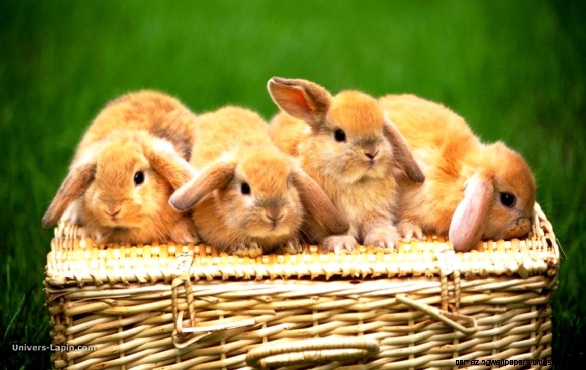 Cute Animal Wallpaper Amazing Wallpapers