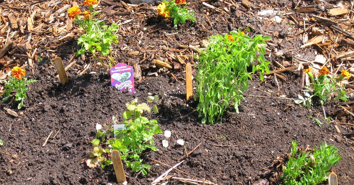 Think Global, Garden Local French herb garden