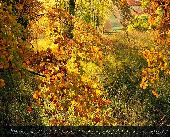 Natural-Images Natural-Images