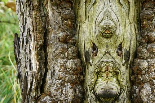 02-Elido-Turco-Mirrored-Faces-in-Tree-Photography-www-designstack-co