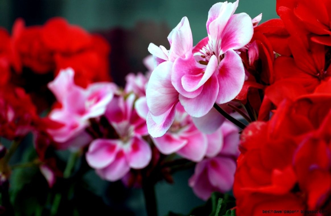 Pink Flowers 1920 X 1200 Pink Flowers 1920 X 1200