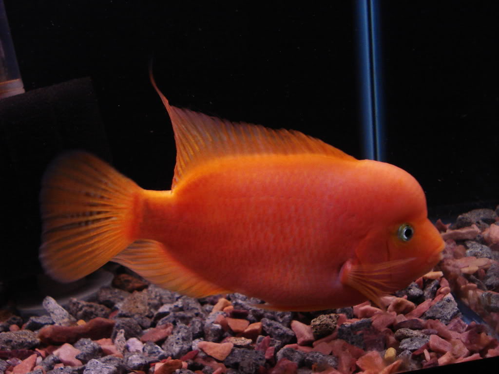 Flowerhorn The Hybrid Cichlids Red Monkey Flowerhorn