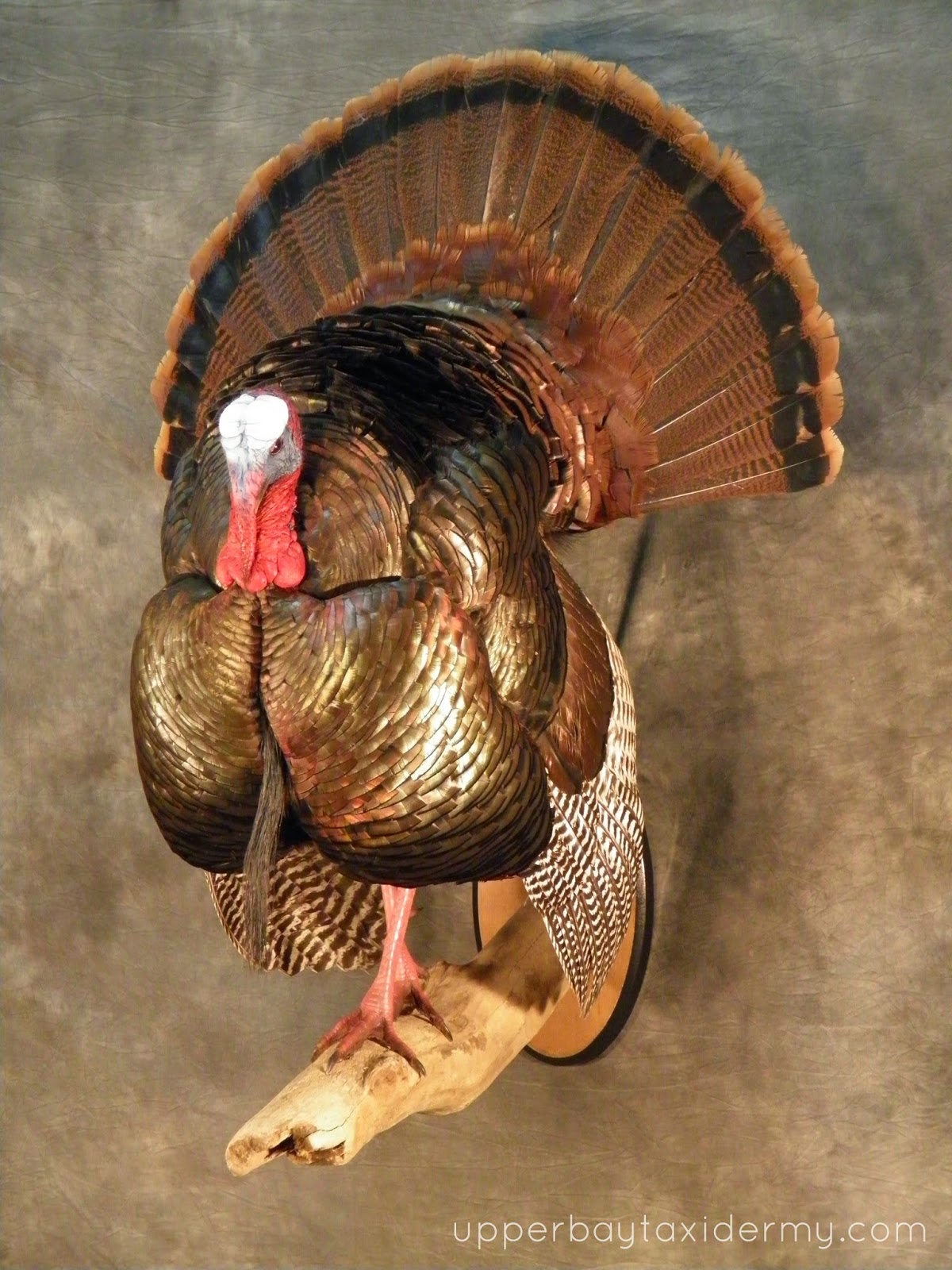 Turkey mount idea. Use drift wood. | Turkey mount ideas, Turkey mount