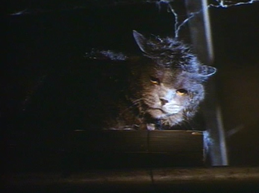Invasion Felina [1991 TV Movie]