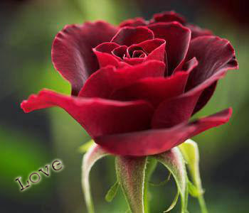 love u with red rose wallpaper