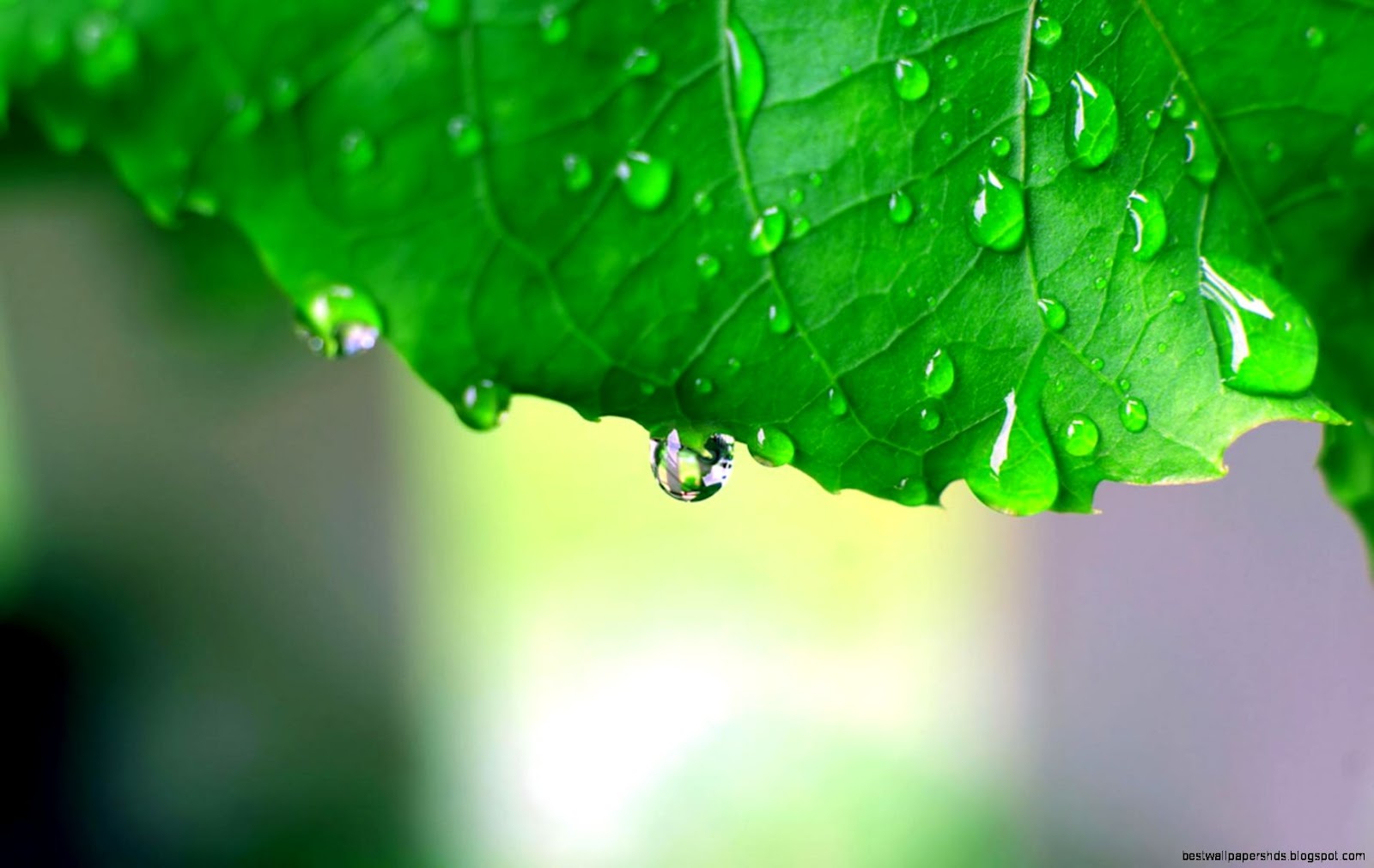 Wallpaper Desktop Nature Rain Wallpaper Desktop Nature Rain