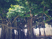 Trees in Hawaii