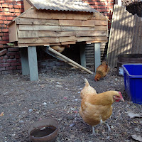 Chicken coop and chickens