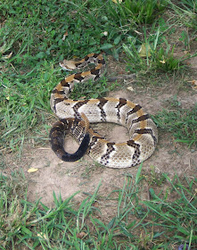 illinois snakes venomous botanizer