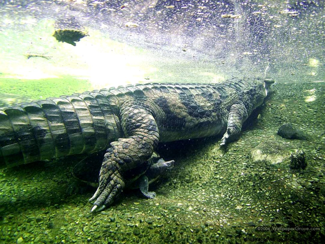 World Dangerous Crocodile World Dangerous Crocodile