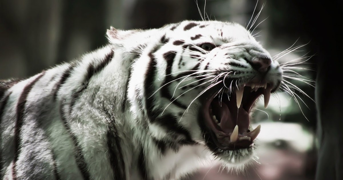 White Tiger Roar Wallpaper - WallpapersXplore | Free HD Desktop Wallpapers