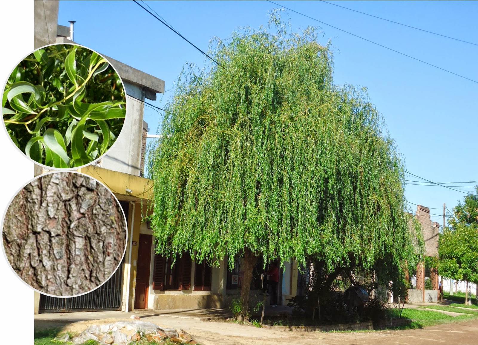 v e r d e c h a c o Sauces