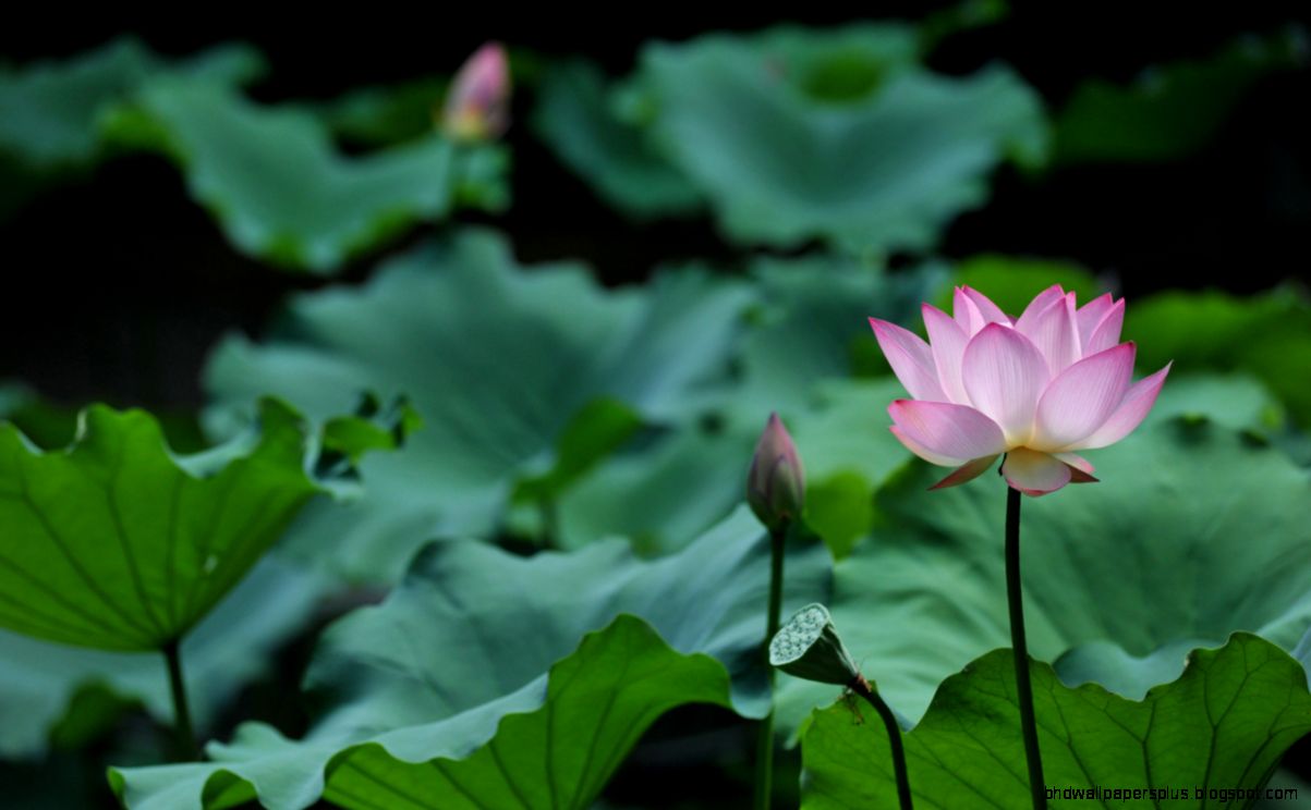 Wallpaper Gallery Multimedia HKU Wallpaper Gallery Multimedia HKU