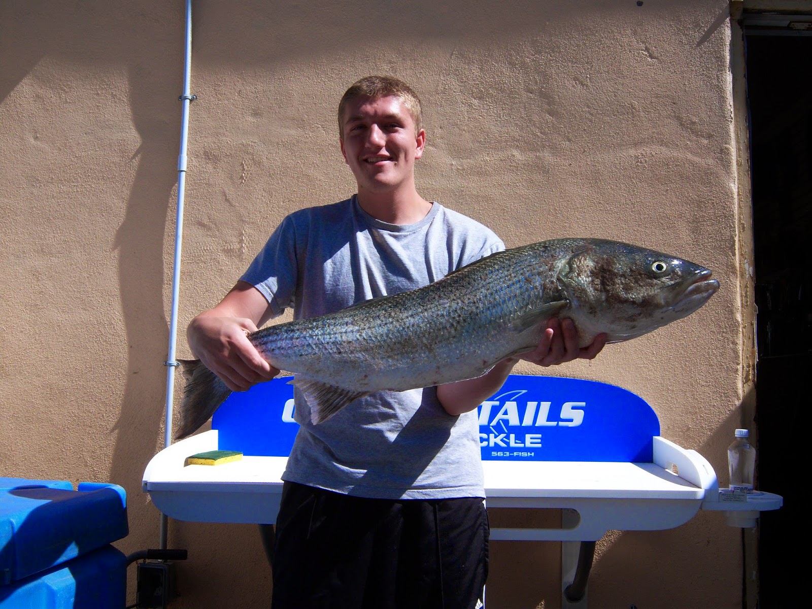 chasing tails bait and tackle