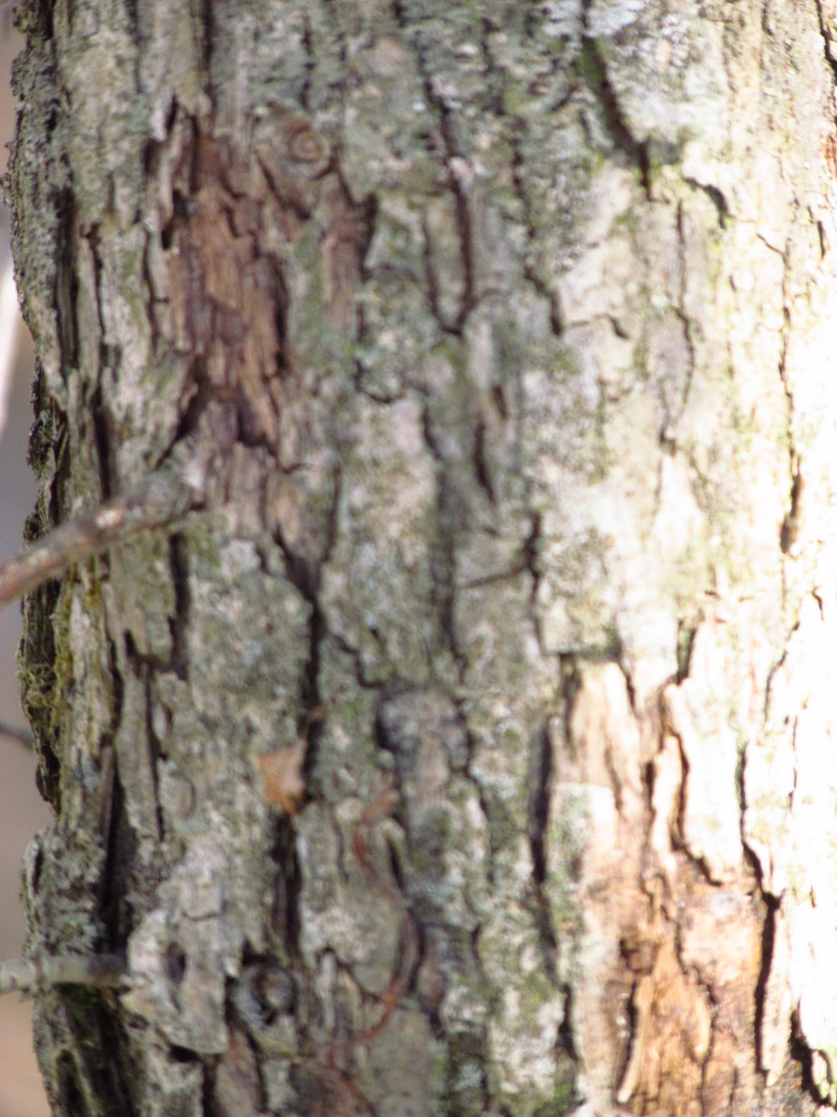 Survey of the Land Hardwood tree identification