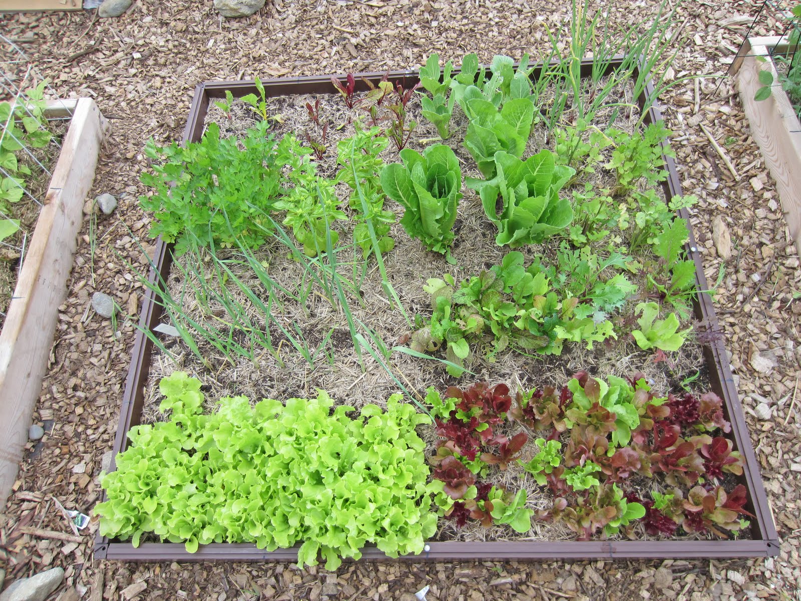 2011 Planting List : Dave's Square Foot Garden