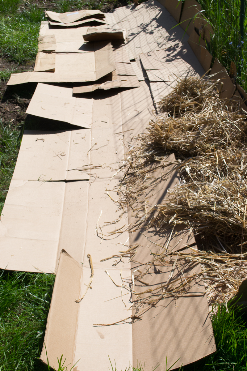 TRULY ORIGINAL ORGANICS Back yard Straw Garden