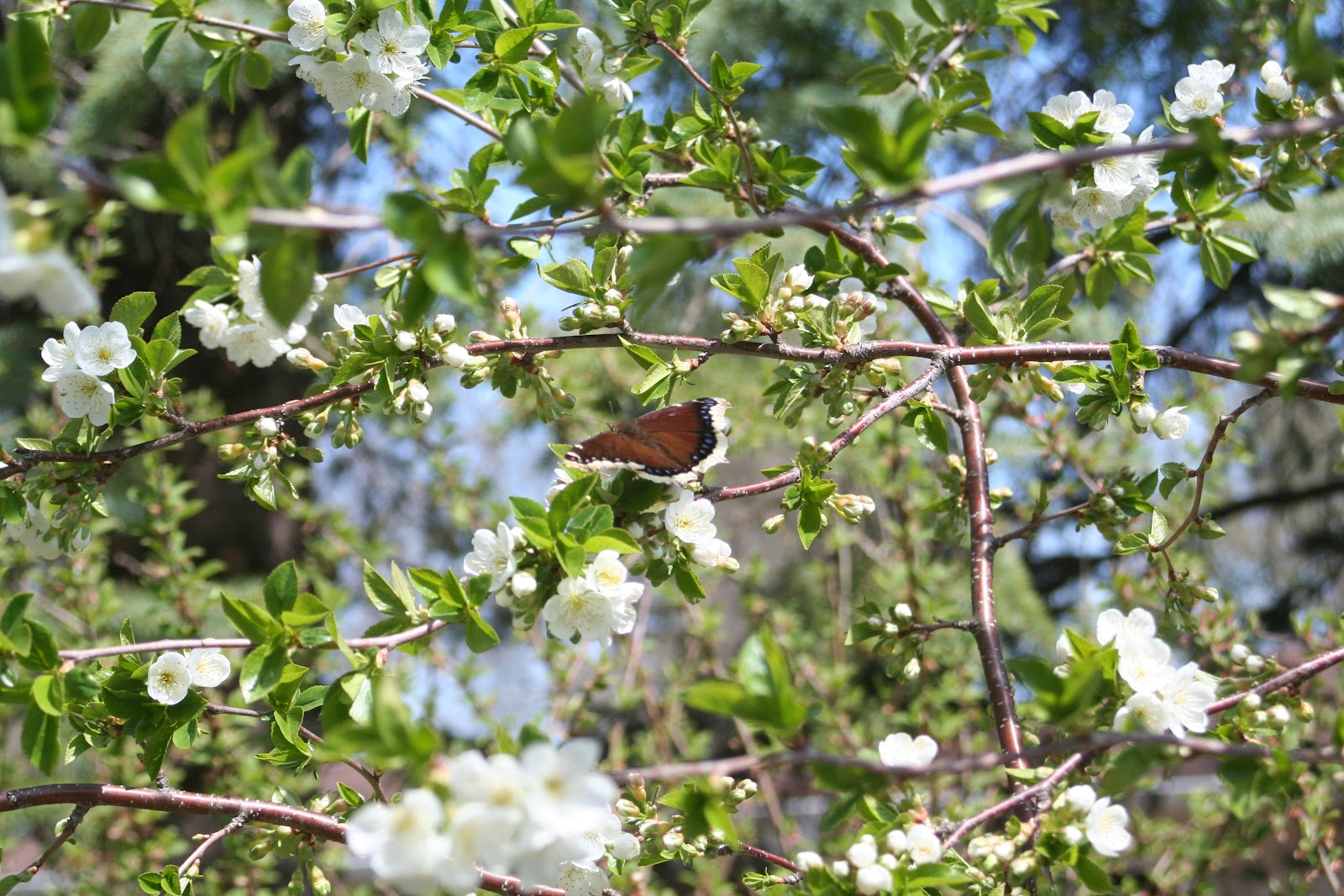 The Full Circle Gardener Plant of the Week Evans Cherry