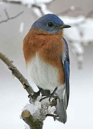 the daily bird New England: Eastern Bluebird - winter's blue