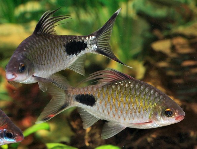 Aquarium Fish Filament Barb