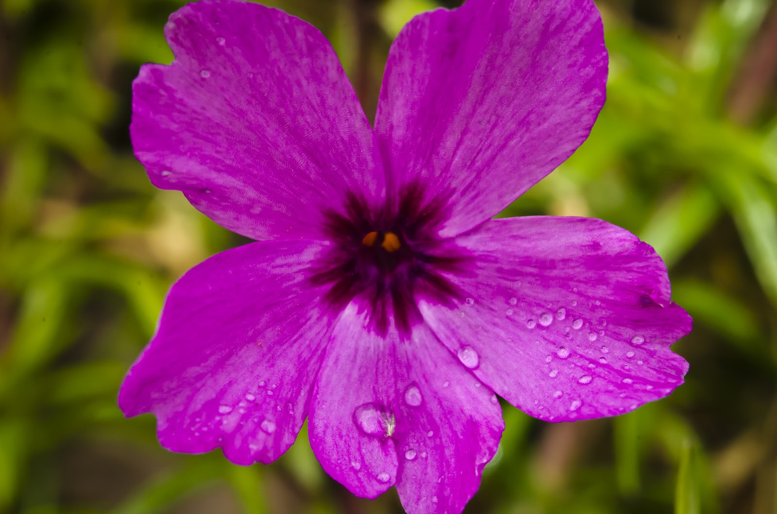 Early Spring Photography