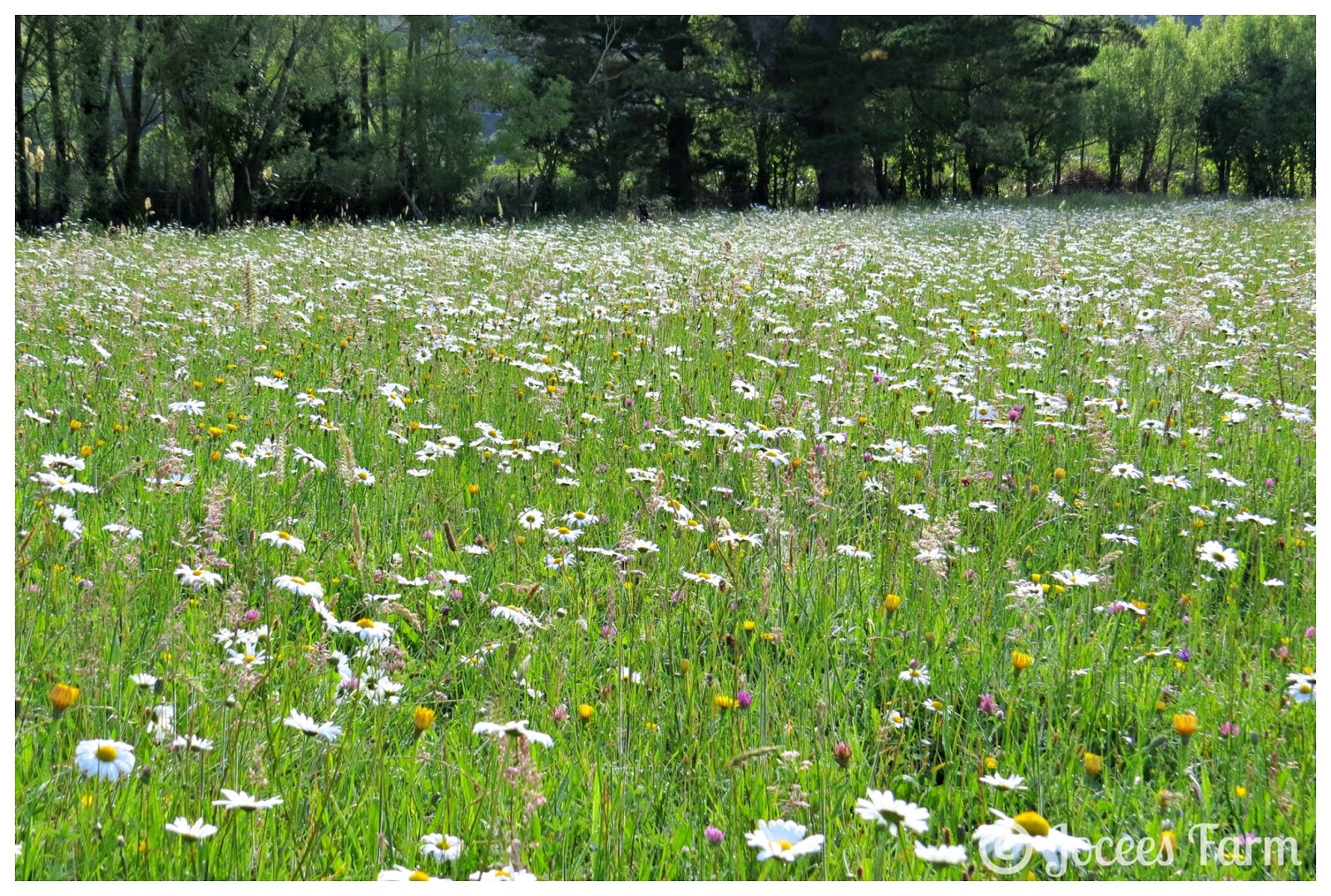Jocees Farm Field of Daisies