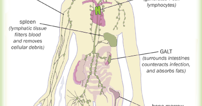 Human Anatomy and Physiology: Chapter 19: Lymphatic System and Immunity