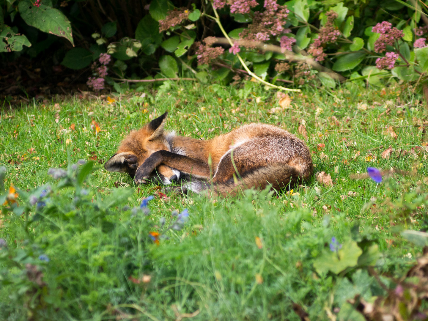 the clay garden: There's a fox in the garden, what am I gonna do...