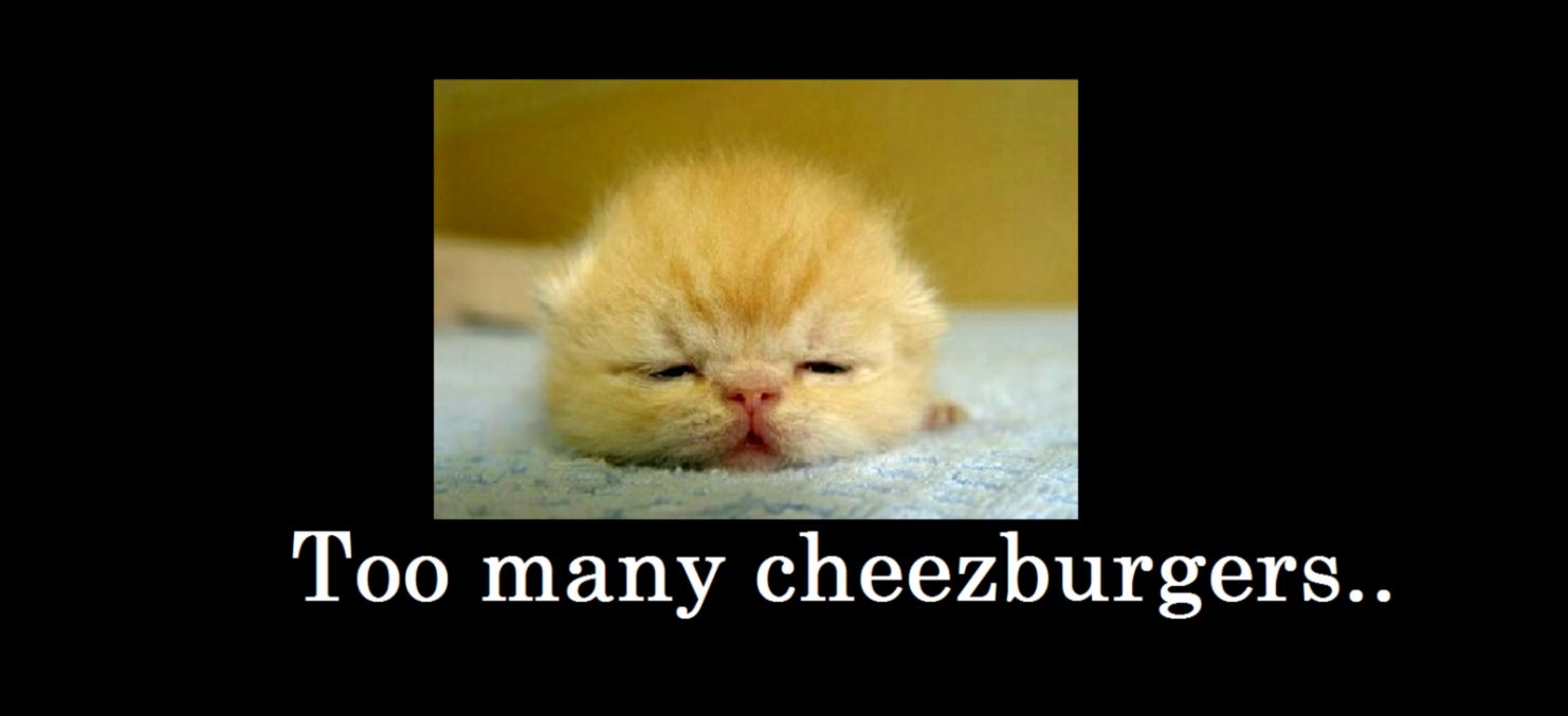 The Artful Blogger funny cat pictures The Artful Blogger funny cat pictures