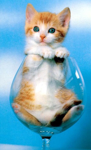  cute kitty glass 