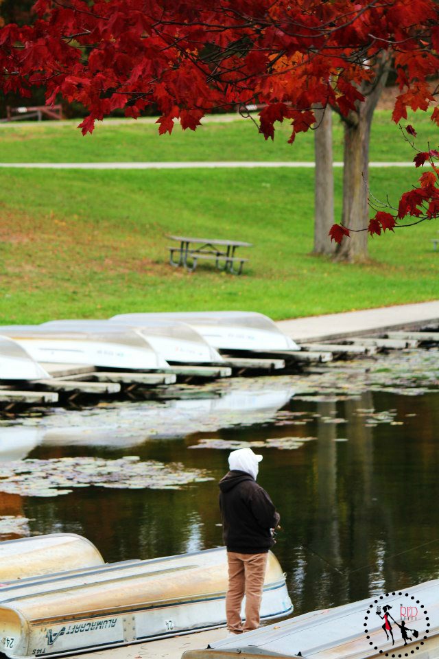 kensington swan boats the red apron my favorite photos kensington swan boats the red apron my favorite photos
