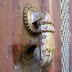 an old doorbell