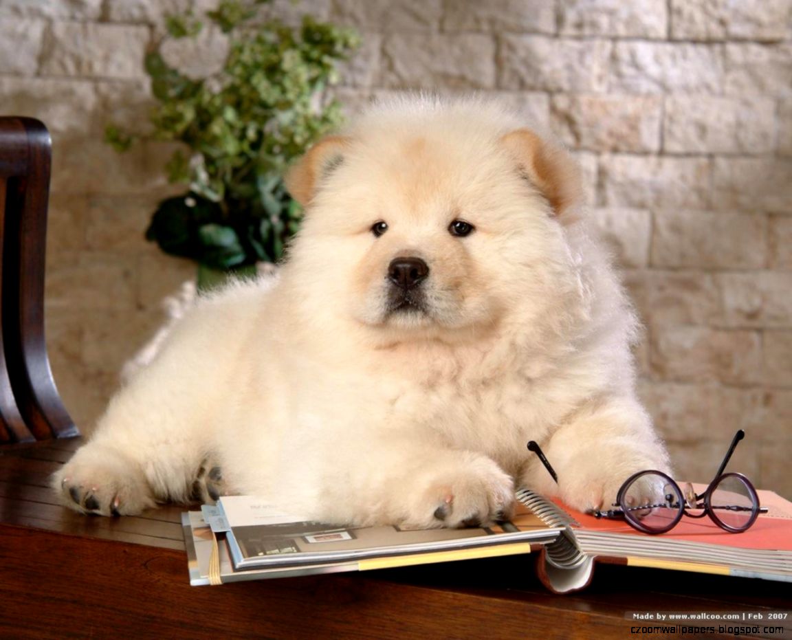 Chow Chow Dog Images Wallpaper HD Base Chow Chow Dog Images Wallpaper HD Base