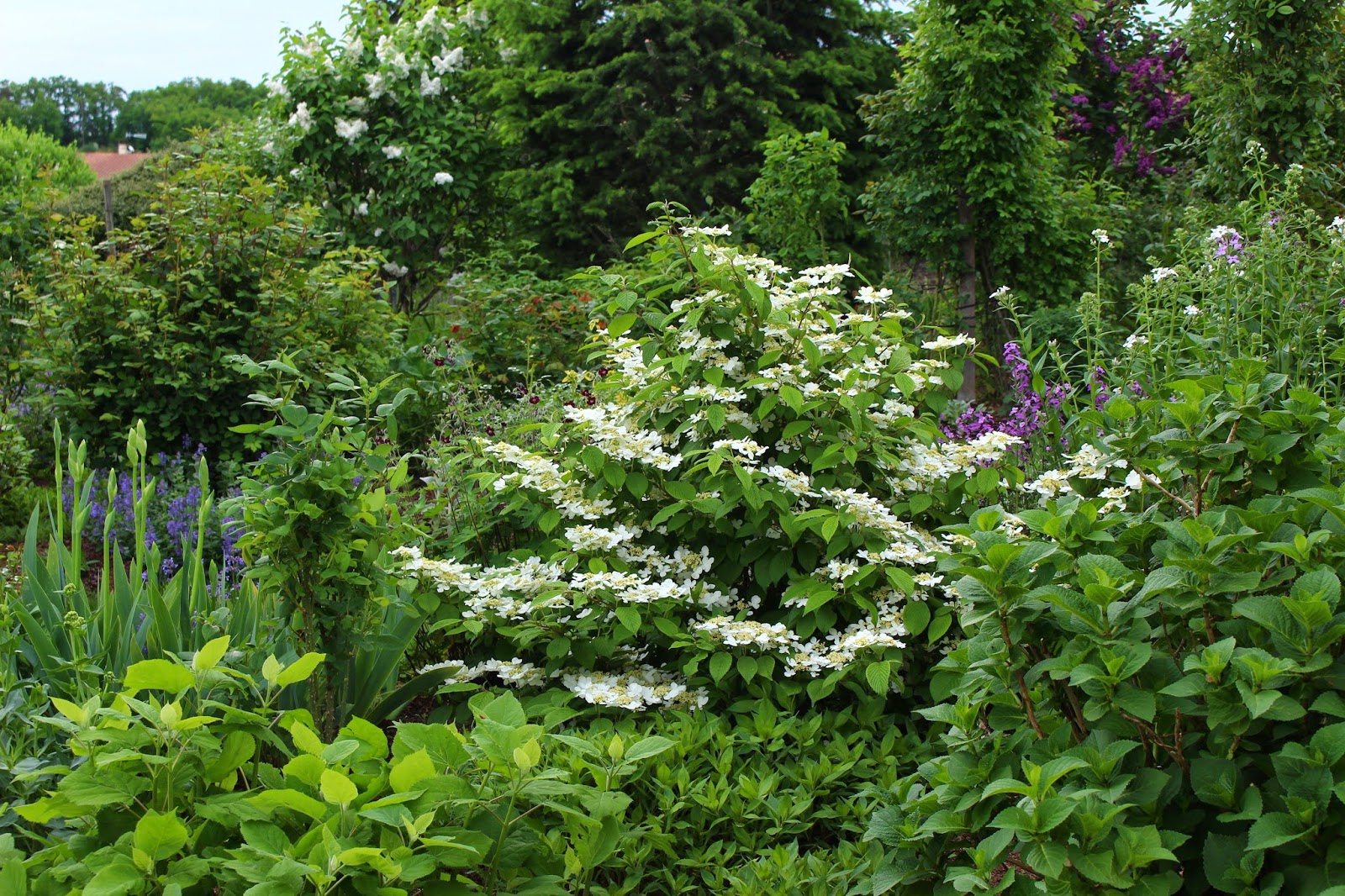 Roses Du Jardin Cheneland Hydrangea Paniculata Great Star