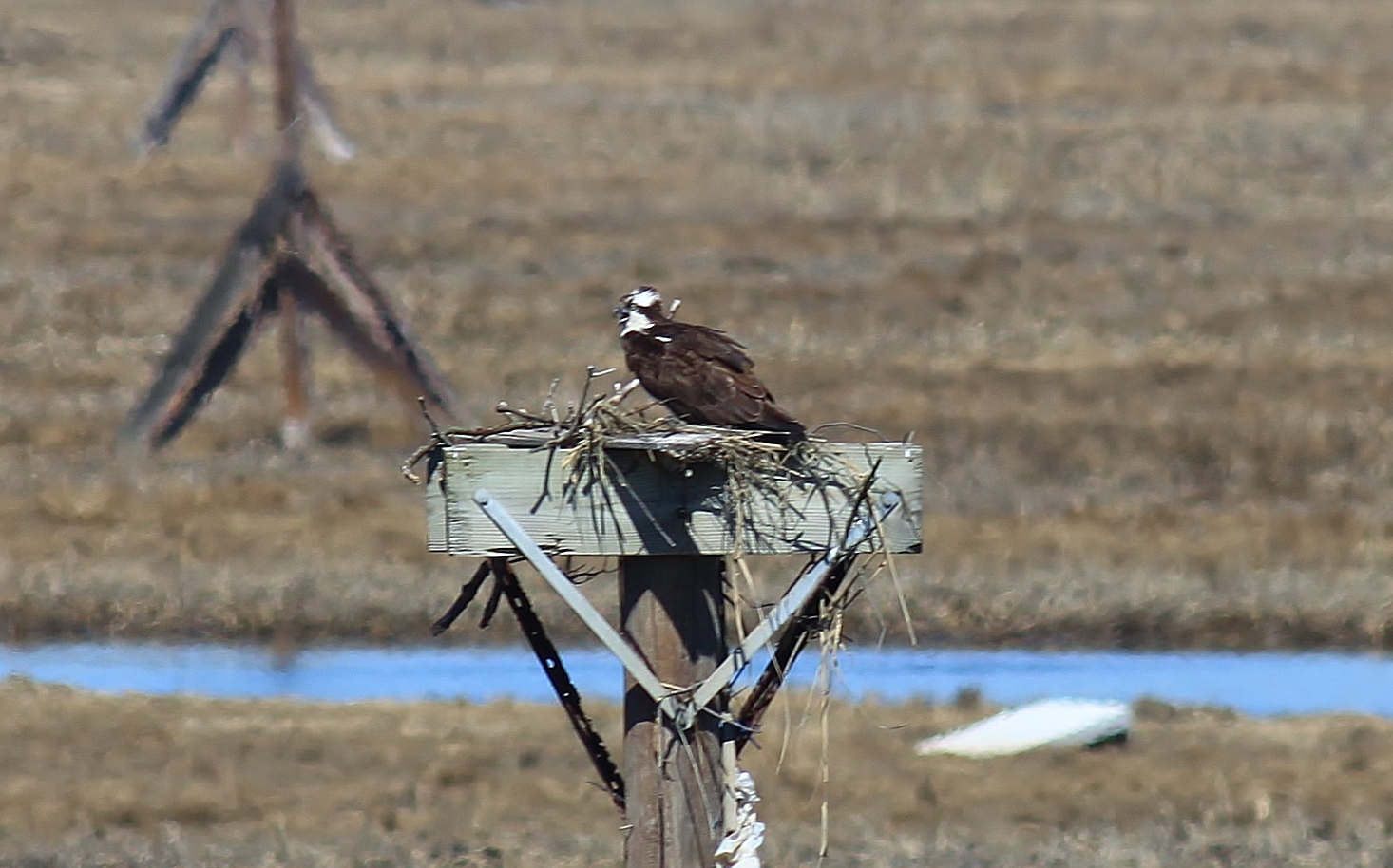 Ospreys Return to Lower New York Bay Nature on the Edge of New York City