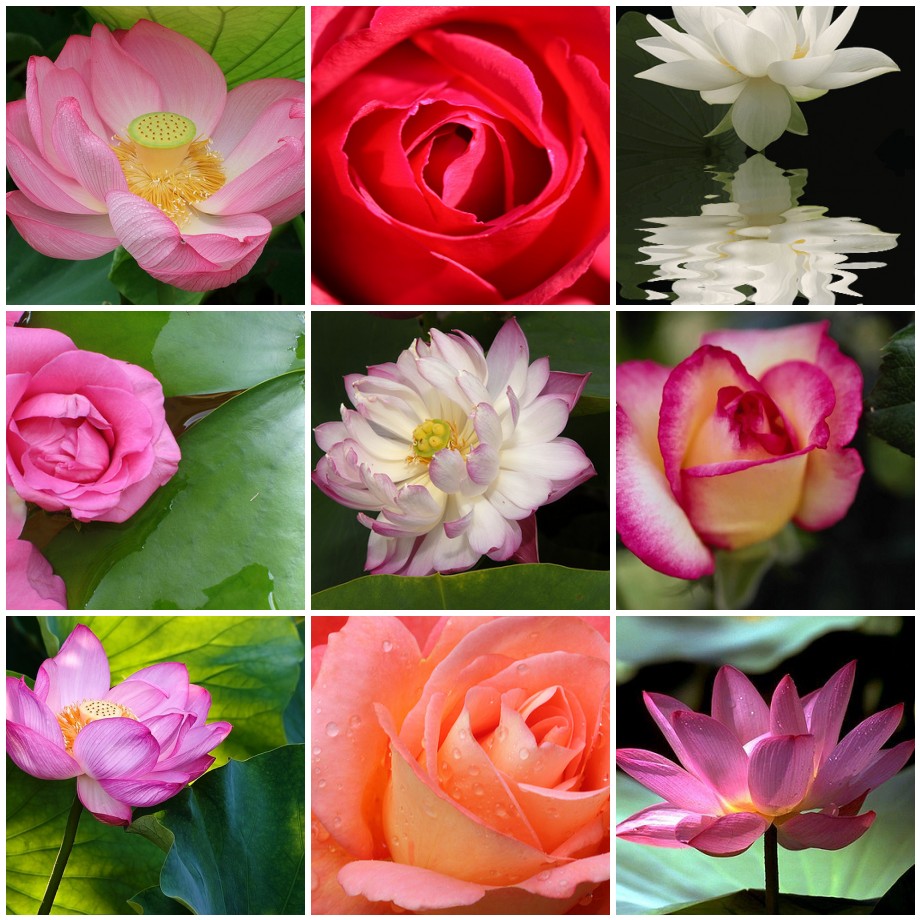 Mosaic Monday Rose and Lotus