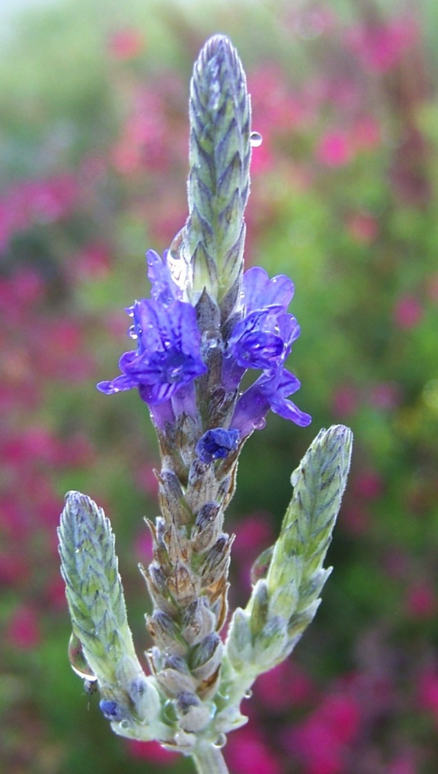 The 2 Minute Gardener Photo Fern Leaf Lavender (Lavandula dentata)