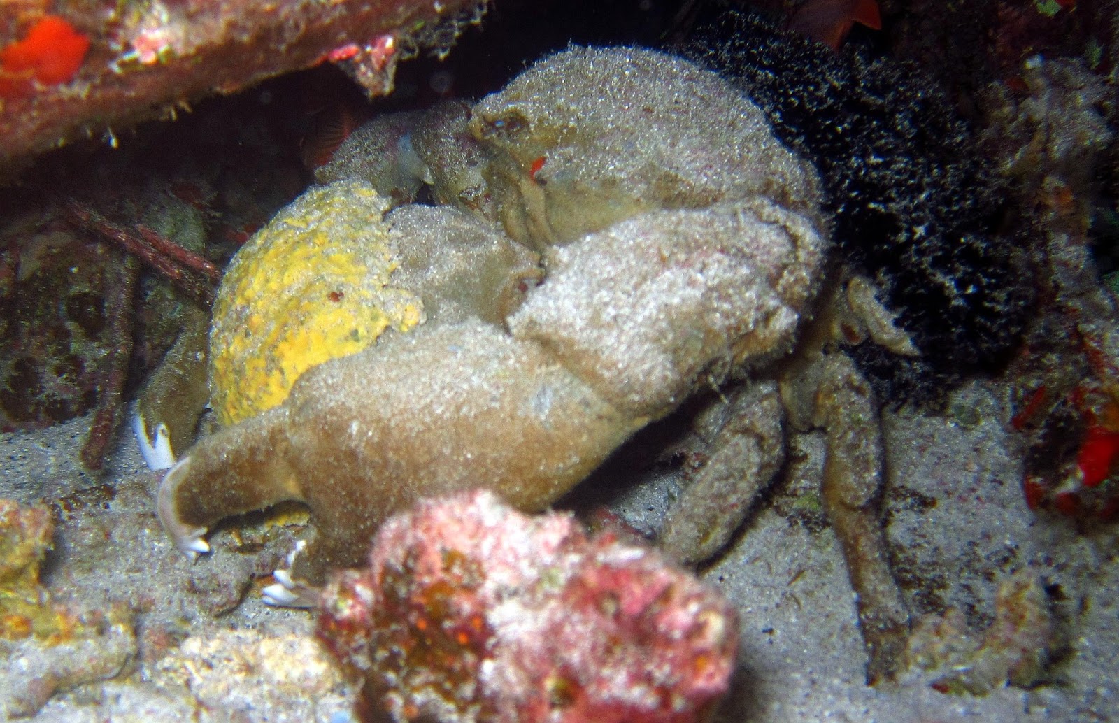 Sponge crab - Waikiki diving
