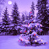Wallpapers de Navidad - Feliz Navidad - Bosque oscuro en navidad 
