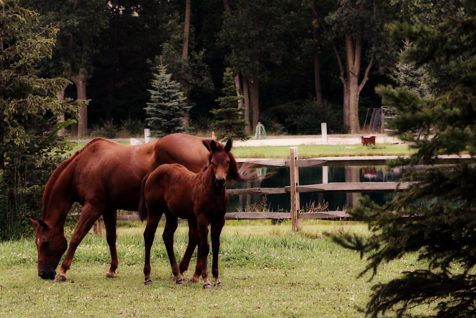 Our Treasures from Afar Horse Ranch Fun!
