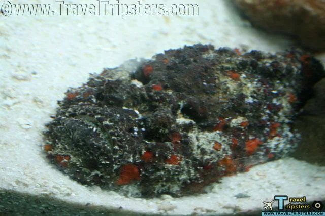 oceanarium oceanarium