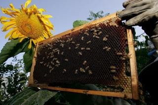 無敵蜜蜂 培育